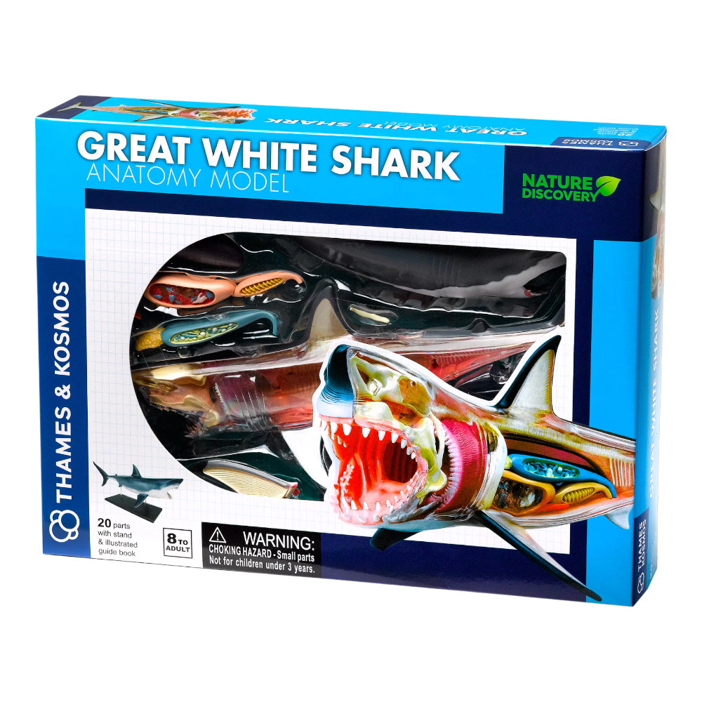 THAMES & KOSMOS Great White Shark Anatomy Model